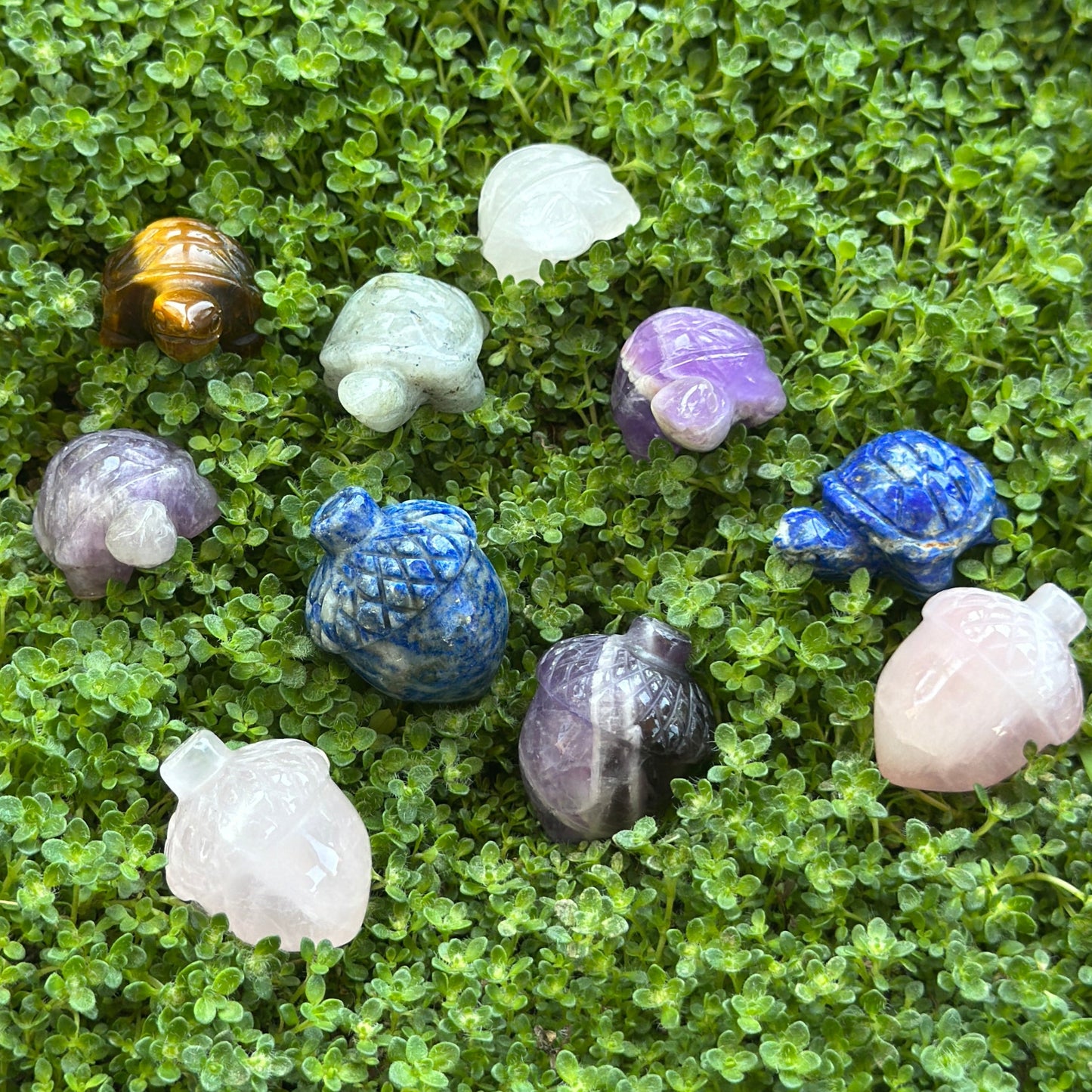 Shapes (Acorn & Turtle)