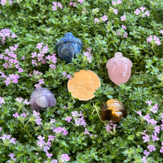 Shapes (Acorn & Turtle)