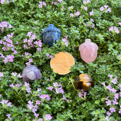 Shapes (Acorn & Turtle)